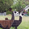 Lamas