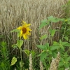 letztes Jahr waren hier Sonnenblumen angepflanzt