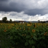 Sonnenblumen unter dunklen Wolken