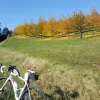 Kirschbäume im Herbst