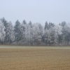 Frost aus dem Nebel