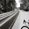 Winterlicher Wald zwischen Bremgarten und Bünzen