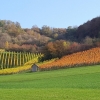 Rebberg am Rotberg über Hottwil