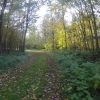 Herbstlicher Wald bei Rupperswil