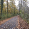 Herbstlicher Auenwald im Aaretal