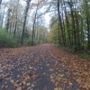 Herbstlicher Auenwald im Aaretal