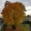 Herbst in Lenzburg