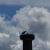 Storch auf Hochkamin