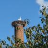 Storch auf dem Hochkamin in Stetten