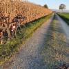 Herbstliche Stimmung im Birrfeld