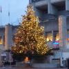 Weihnachtsbaum in Brugg