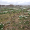 Frühling zwischen den Reben