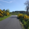 Blumen am Strassenrand