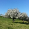 Obstbaum in voller Blüte