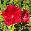 Blumeninsel Mainau