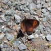 Schmetterling im Rosegtal