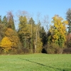 Heimberg, herbstlicher Wald