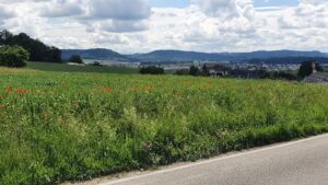 Blick in Richtung Aaretal, oberhalb Auenstein