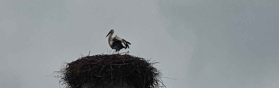 Storchennest in Niederwil