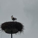 Storchennest in Niederwil