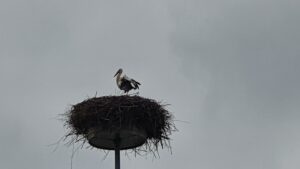 Storchennest in Niederwil