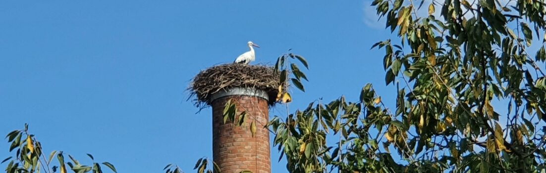 Storch auf dem Hochkamin in Stetten