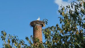 Storch auf dem Hochkamin in Stetten