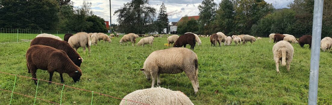 Schafe bei Mägenwil