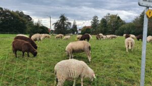 Schafe bei Mägenwil